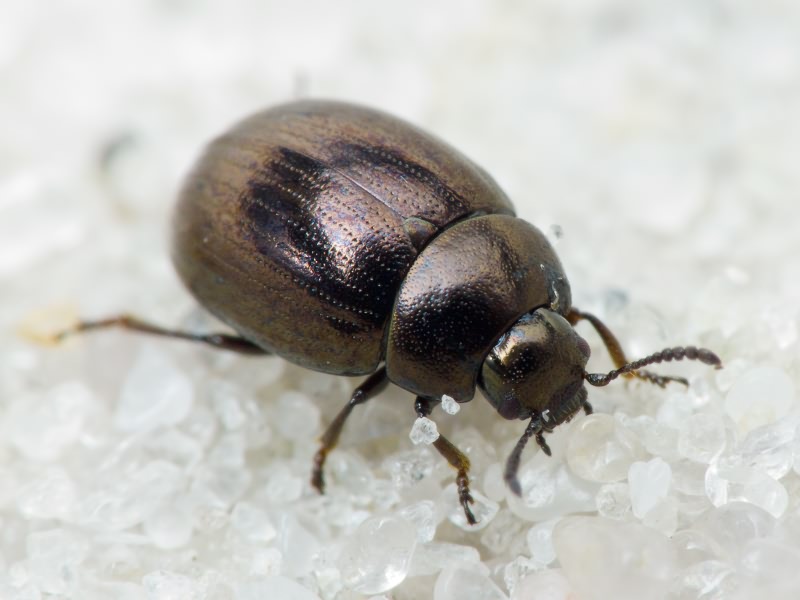 Neophaedon pyritosus (Rossi, 1792)
